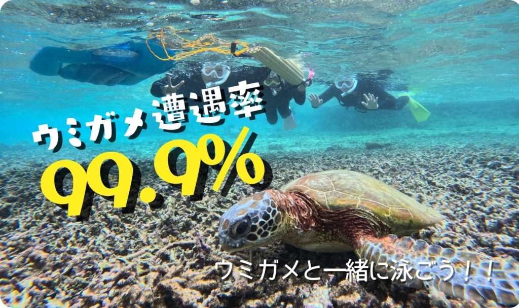 ウミガメ遭遇率99.9%