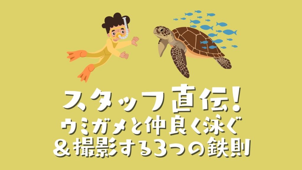マーレスタッフ直伝!ウミガメと仲良く泳ぐ&撮影する3つの鉄則