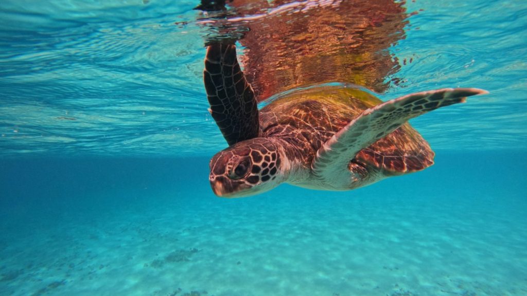 のんびり屋の食いしん坊「アオウミガメ」