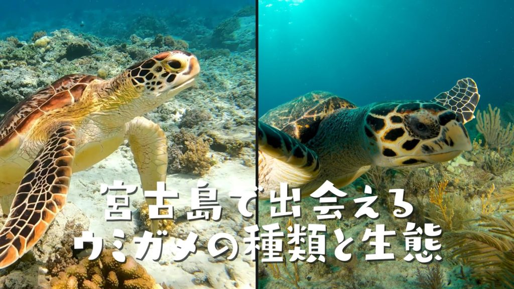 宮古島で出会えるウミガメの種類と生態