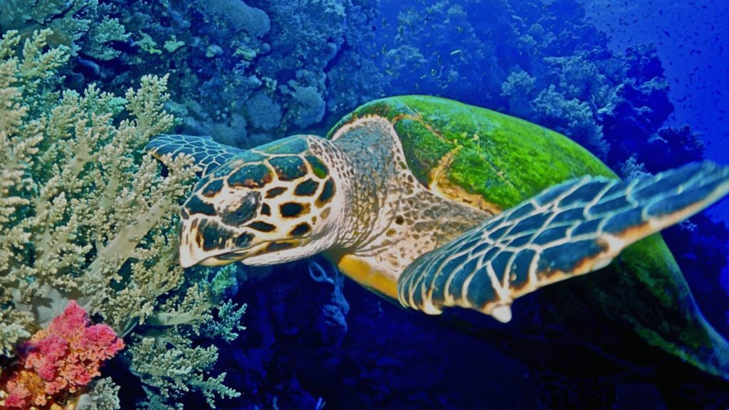 鋭いくちばしが特徴の「タイマイ」