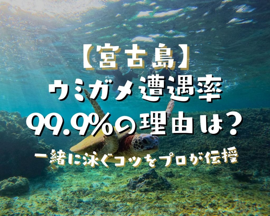 宮古島ウミガメ遭遇率99.9%の理由は？生態を知って一緒に泳ぐコツをプロが伝授