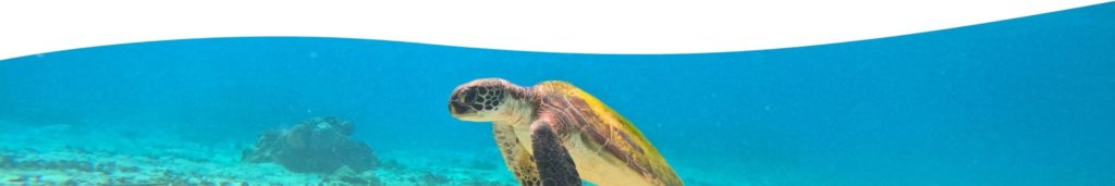 宮古島のウミガメ